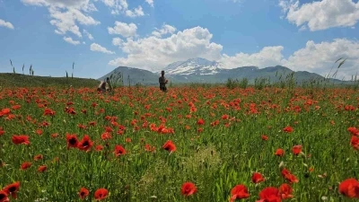 Bitlis&rsquo;in Adilcevaz il&ccedil;esinde gelincik ve karın b&uuml;y&uuml;leyici buluşması
