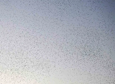 Bitlis semalarında binlerce kuş adeta dans etti
