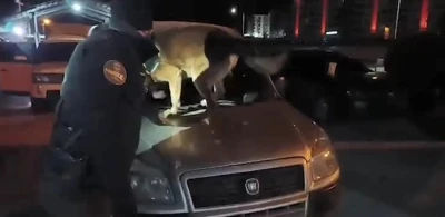 Bitlis&rsquo;te 6 kilo 100 gram skunk maddesi ele ge&ccedil;irildi
