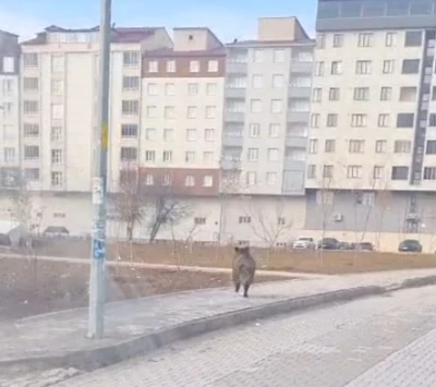 Bitlis’te ilçe merkezinde yaban domuzu paniği
