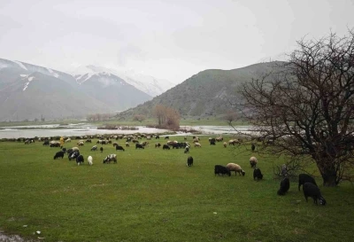 Bitlis&rsquo;te meralar yeşerdi, hayvanlar otlaklara &ccedil;ıktı
