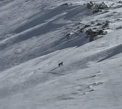 Bitlis&rsquo;te nesli tehlike altında olan vaşak g&ouml;r&uuml;nt&uuml;lendi
