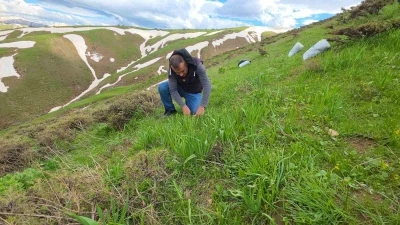 Bitlis yaylalarında &ccedil;iriş otu mesaisi devam ediyor
