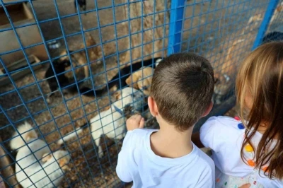 Bodrum Belediyesi sokaklardaki dostlarının yanında
