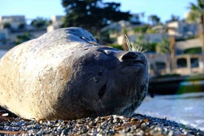 Bodrum&rsquo;da Akdeniz foku ilgi odağı oldu
