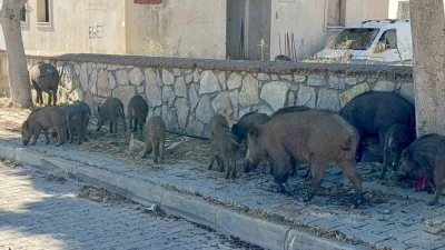 Bodrum&rsquo;da g&uuml;nd&uuml;z vakti domuz s&uuml;r&uuml;s&uuml; mahalleye indi
