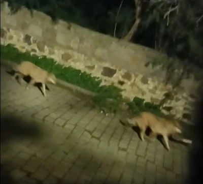 Bodrum&rsquo;da kurt s&uuml;r&uuml;s&uuml; g&ouml;r&uuml;nt&uuml;lendi
