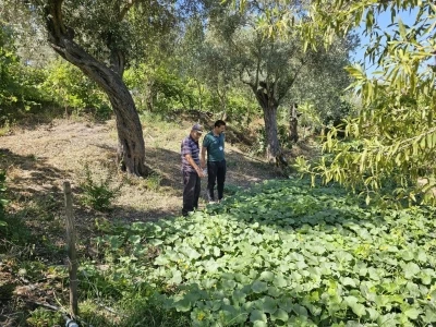 Bodrum’da zeytin hasadı başladı
