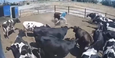Boğanın saldırdığı besici b&uuml;y&uuml;k tehlike atlattı, o anlar kamerada

