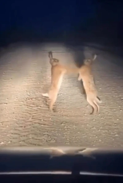 Boks maçını aratmayan anlar: Bayburt’ta iki yaban tavşanı kavga ederken görüntülendi
