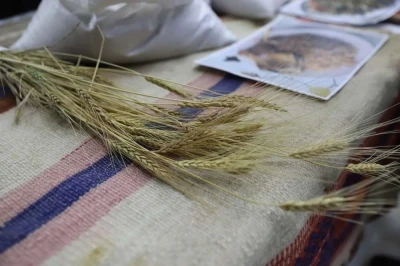 Bölgenin değeri: Ardahan Kavılcası
