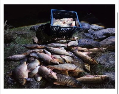 Bolu&rsquo;da 250 kilo ağırlığındaki 100 canlı sazan balığı kurtarıldı
