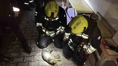 Bolu&rsquo;da apartman dairesinde korkutan yangın: Evin kedisi telef oldu
