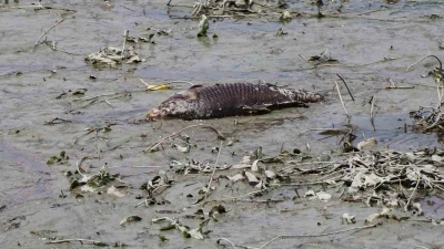 Bolu’da balık ölümlerinin yaşandığı gölde ekipler inceleme yaptı
