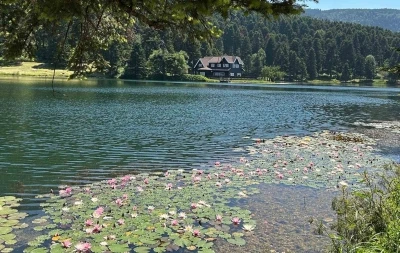 Bolu&rsquo;da bu &ccedil;i&ccedil;eği koparmanın cezası 699 bin 197 lira
