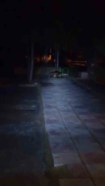 Bolu&rsquo;da &ccedil;ocuk parkına ayı girdi
