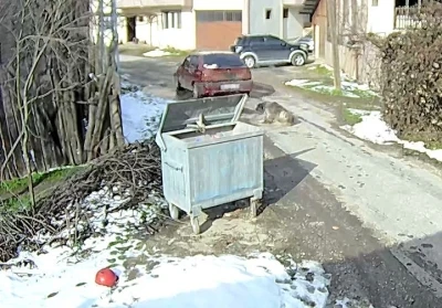 Bolu&rsquo;da ezilen k&ouml;peğin r&ouml;ntgeninden 400 sa&ccedil;ma &ccedil;ıktı:
