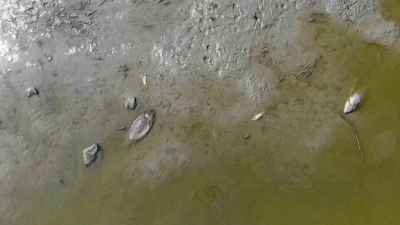 Bolu’da gölet kurudu: Yüzlerce telef olan balık havadan görüntülendi
