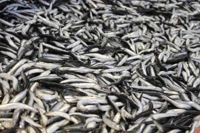 Bolu’da hamsi kilosu 200 liradan tezgahlarda yerini aldı

