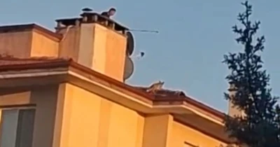 Bolu’da ilginç anlar: Apartman çatısına tilki çıktı
