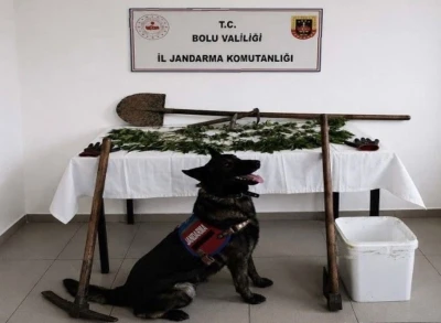 Bolu&rsquo;da kenevir bah&ccedil;esi oluşturan ş&uuml;pheli tutuklandı
