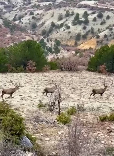 Bolu&rsquo;da koruma altındaki kızıl geyikler g&ouml;r&uuml;nt&uuml;lendi
