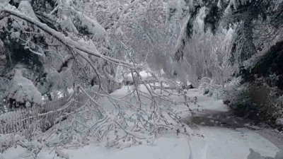 Bolu&rsquo;da mayıs karı ağa&ccedil; dallarını kırdı
