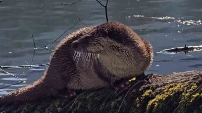 Bolu&rsquo;da nesli t&uuml;kenmekte olan su samuru g&ouml;r&uuml;nt&uuml;lendi
