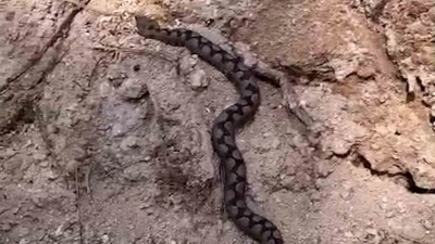 Bolu&rsquo;da odun yığınları arasında nesli tehlike altında olan zehirli yılan g&ouml;r&uuml;nt&uuml;lendi
