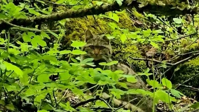Bolu&rsquo;da ormanlık alanda gezinen yaban kedisi g&ouml;r&uuml;nt&uuml;lendi
