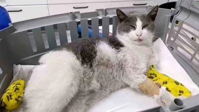 Bolu’da otomobilin çarptığı kedi, tedavi için İstanbul’a sevk edildi
