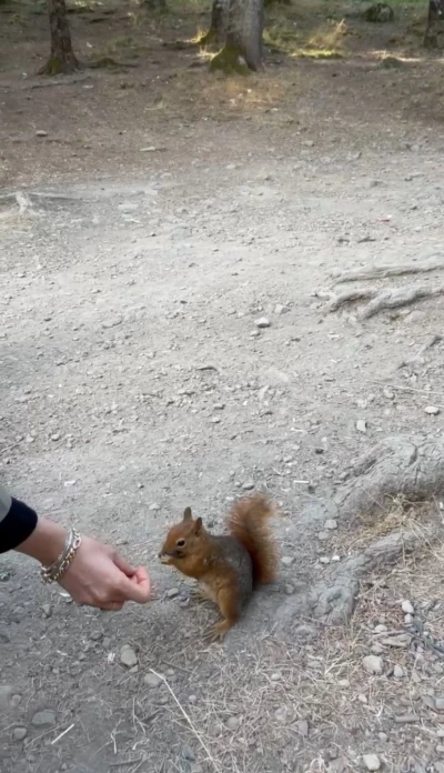 Bolu’da piknikçilere sürpriz ziyaret: Sincabı elleriyle beslediler
