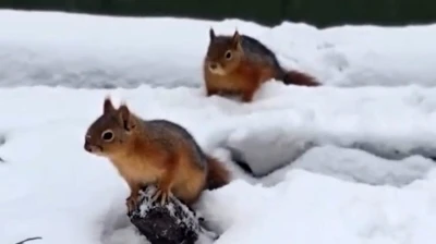 Bolu&rsquo;da sincapların kar keyfi kamerada
