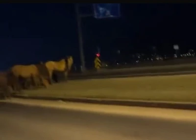 Bolu&rsquo;da yılkı atları D-100&rsquo;e indi: Orta ref&uuml;jde otladılar
