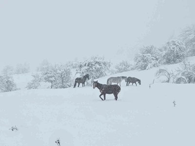 Bolu&rsquo;da yılkı atları karlar altında g&ouml;r&uuml;nt&uuml;lendi
