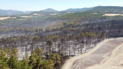 Bolu’daki orman yangınıyla ilgili 1 kişi tutuklandı
