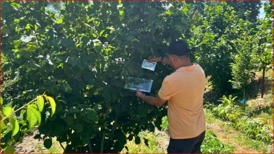 Bolu&rsquo;nun fındık rekoltesi i&ccedil;in sahadan veri toplandı
