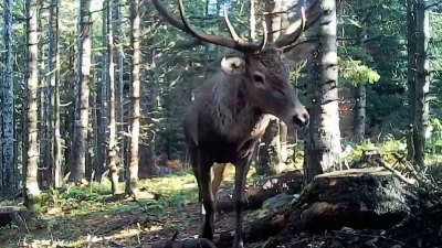 Bolu&rsquo;nun yaban hayatı fotokapana yansıdı
