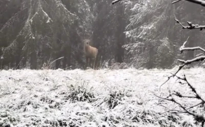 Bolu ormanlarında kızılgeyiğin böğürme anları kameraya yansıdı
