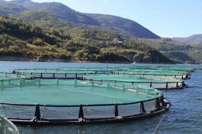 Borçka Barajı Türk Somonu üretiminde ihracat üssü oluyor
