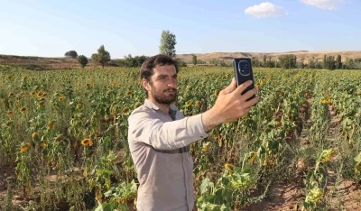 Boynunu eğen günebakanlar, hasat için gün sayıyor
