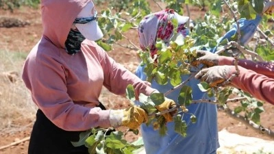 Boz Antep fıstığı kilosu 700 liradan satılıyor: Üretici mutlu