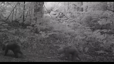 Boz ayı yavruları fotokapana takıldı
