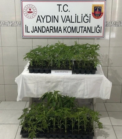Bozdoğan&rsquo;da 174 k&ouml;k kenevir ele ge&ccedil;irildi
