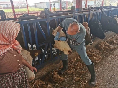 Bozdoğan&rsquo;da aşı ve k&uuml;peleme &ccedil;alışmaları s&uuml;r&uuml;yor
