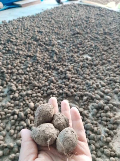 Bozdoğan&rsquo;da salep hasadı kontrol altında
