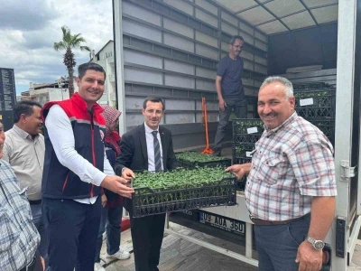 Bozdoğan&rsquo;da &uuml;reticilere 14 bin domates fidesi dağıtıldı
