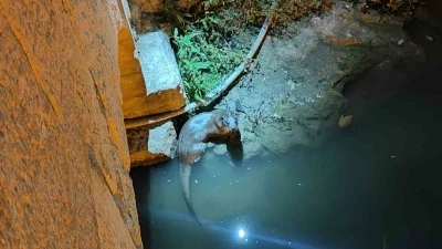 Bozkır’da su samurları yeniden görüldü
