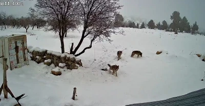 Bozyazı&rsquo;da kurtlar k&ouml;ye indi: O anlar kamerada
