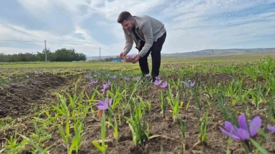 Bu baharatın kilosu 600 bin TL: Topraktan servet fışkırıyor

